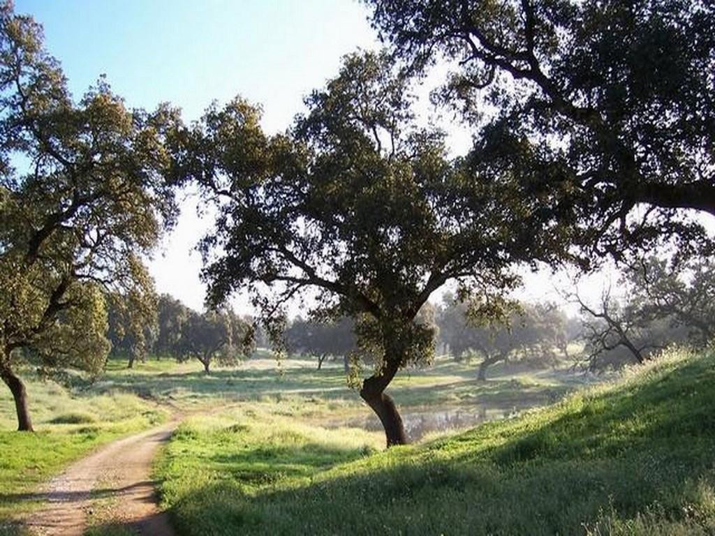 Dehesa Cria Cerdo Ibérico